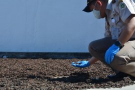 Volume ekspor cabai jamu Lampung meningkat 405,4 ton