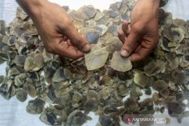 GAGALKAN PERDAGANGAN SISIK TRENGGILING