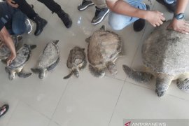 Polres Bontang ungkap jual beli satwa dilindungi penyu