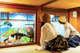 Bersantai sambil pandangi kucing di hostel unik Osaka