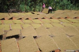 Disperindag Pamekasan sebut delapan perusahaan beli tembakau Madura