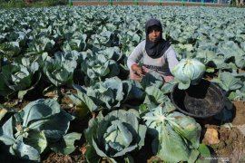 Harga Kubis di Madura Anjlok