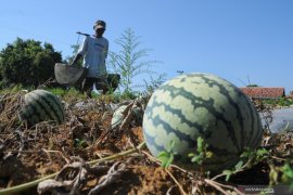 Harga Semangka Turun