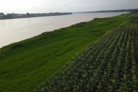 Jagung dan padi tumbuh subur di "sawah iklim" di bantaran Sungai Batanghari