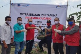 Pertamina bantu 219 petambak udang "naik kelas"