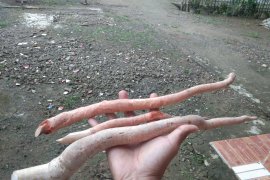 Jaga stamina dan daya tahan tubuh dengan ginseng