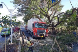 Hindari sepeda motor, mobil pengangkut biskuit tertimpa pohon di Jalan Gelang-Pancor