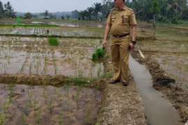 Dinas Pertanian Mukomuko salurkan racun tikus cegah gagal panen