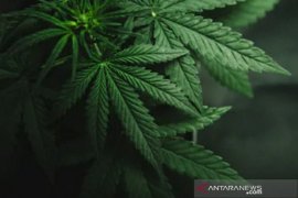 New York izinkan penggunaan ganja untuk kesenangan