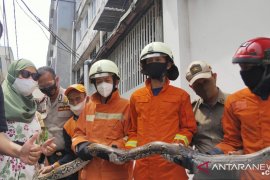 Ular sanca tiga meter kagetkan warga