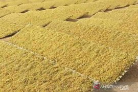 Pemkab Pamekasan terjunkan 50 petugas pemantau tata niaga tembakau