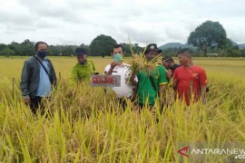 Kabupaten Landak dorong petani tanam padi unggul bersertifikat