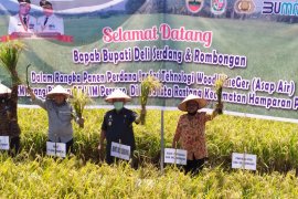 Pemkab apresiasi panen padi perdana  di Hamparan Perak