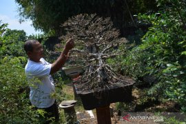 Budi Daya Tanaman Bonsai