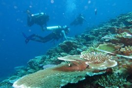 KKP dorong pemda untuk buat taman terumbu karang jadi wisata bahari