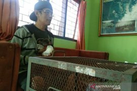 Warga Garut serahkan lutung Jawa ke BKSDA