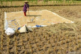 Setahun Jokowi-Ma'ruf, Pemerintah siapkan produksi pangan berkelanjutan
