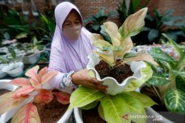 Tanaman hias aglonema