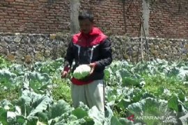 Petani merugi akibat kelangkaan pupuk bersubsidi dan pandemi