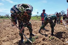 Prajurit TNI di Wamena bantu warga berkebun ubi jalar