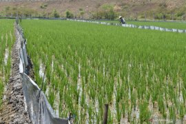 Serangan Hama Tikus di Madiun