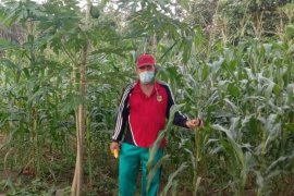 Masyarakat Gumas diajak manfaatkan pekarangan untuk bercocok tanam pangan lokal