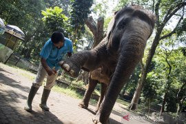 Perawatan kaki gajah