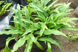 Dosen IPB University ciptakan obat pelangsing herbal Prolislim