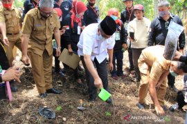Ribuan bibit katak porang ditanam di Nagari Koto Baru, Gusmal berharap dorong ekonomi masyarakat
