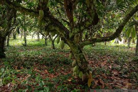 Ekspor kakao Manokwari Selatan ke Eropa lancar meskipun pandemi