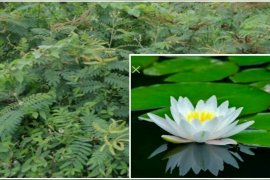 Distan dorong petani tanam teratai basmi Gulma