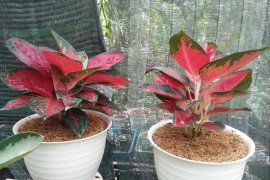 Si cantik "aglonema" yang banyak dicari saat pandemi