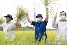 Hadi Mulyadi imbau petani tetap semangat di tengah pandemi COVID-19