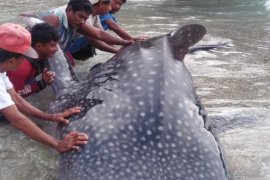 Nelayan selamatkan hiu paus yang terjerat jaring