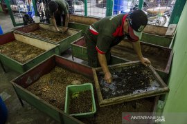 Budidaya Maggot pengurai sampah