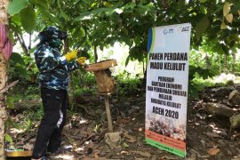 Petani Binaan ACT Aceh-YBM PLN panen madu kelulut