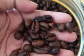 Di tengah pandemi, harga kopi Lampung turun jadi Rp19.500 per kilogram