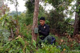 BKSDA pasang kamera penjebak pantau satwa liar pemangsa ternak