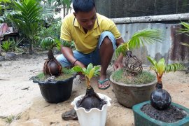 Berawal dari hobi, Sopian akhirnya seriusi bonsai kelapa