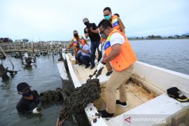 Wali kota terus kembangkan budidaya tiram di tengah COVID-19