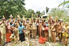Pemkab Bener Meriah panen perdana jagung pipil program ketahanan pangan COVID -19