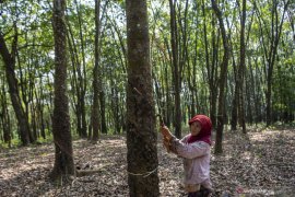 Kementerian PUPR Tambah Anggaran Pembelian Karet Alam Petani Page 1 Small