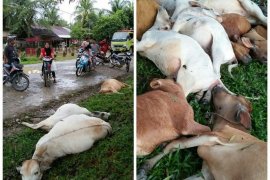 Saat hujan lebat, 13 ekor lembu disambar petir di Desa Banjaran Raya Langkat