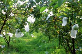 Berkah jambu kristal bagi petani Bojonegoro