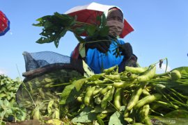 Panen Kedelai Edamame