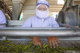 Pabrik Kedelai Edamame