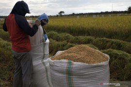 PANEN PADI PERDANA TANPA BAHAN KIMIA Page 2 Small