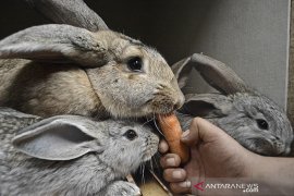 Ternak kelinci hias di Garut