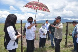 Gubernur Sulteng tinjau lokasi penggembalaan sapi di Poso