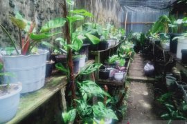 Tanaman hias "janda bolong"  variegata membawa berkah bagi pembudidayanya